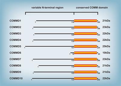 COMMD proteins function and their regulating roles in tumors